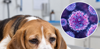 Trinidad and Tobago Warns of Rising Canine Distemper Cases; High Mortality Rates in Puppies