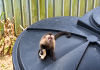 Capuchin Monkey Captured in Jarvis Street After Three-Week Property Damage Standoff