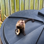 Capuchin Monkey Captured in Jarvis Street After Three-Week Property Damage Standoff