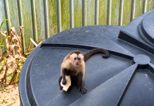 Capuchin Monkey Captured in Jarvis Street After Three-Week Property Damage Standoff