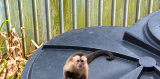 Capuchin Monkey Captured in Jarvis Street After Three-Week Property Damage Standoff