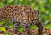 New Cat Species Discovered in Bolivia After a Century