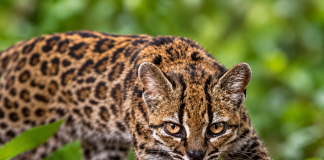New Cat Species Discovered in Bolivia After a Century