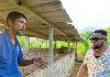 Farmer questions sick pigs following alleged livestock payment dispute