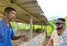 Farmer questions sick pigs following alleged livestock payment dispute