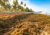 Barbados And European Union Explore Technology And Investment To Tackle Sargassum Problem