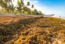 Barbados And European Union Explore Technology And Investment To Tackle Sargassum Problem
