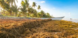 Barbados And European Union Explore Technology And Investment To Tackle Sargassum Problem