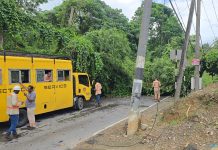 Fallen Tree Blocks Santa Cruz Road, Causes Traffic Disruption And Power Outage