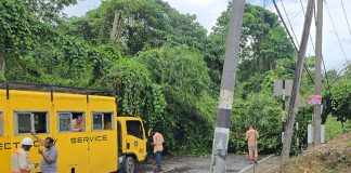 Fallen Tree Blocks Santa Cruz Road, Causes Traffic Disruption And Power Outage