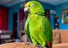 Family Seeks Help Finding Missing Parrot In Cashew Gardens