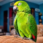 Family Seeks Help Finding Missing Parrot In Cashew Gardens