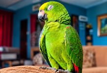Family Seeks Help Finding Missing Parrot In Cashew Gardens