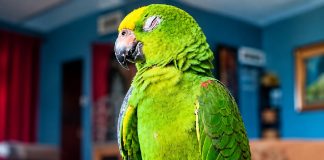 Family Seeks Help Finding Missing Parrot In Cashew Gardens