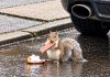 Hungry squirrel wastes no time enjoying Trinidad’s familiar caramel treat.