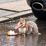 Hungry squirrel wastes no time enjoying Trinidad’s familiar caramel treat.
