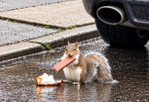 Hungry squirrel wastes no time enjoying Trinidad’s familiar caramel treat.