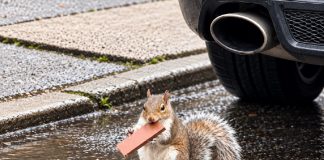 Hungry squirrel wastes no time enjoying Trinidad’s familiar caramel treat.