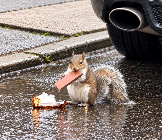 Hungry squirrel wastes no time enjoying Trinidad’s familiar caramel treat.