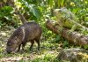 Hunting Season Opens Across Trinidad And Tobago Until February 2027