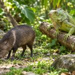 Hunting Season Opens Across Trinidad And Tobago Until February 2027