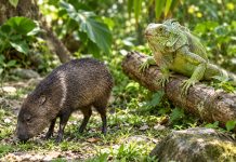 Hunting Season Opens Across Trinidad And Tobago Until February 2027