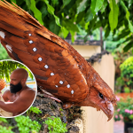 Rare Oilbird Found Stranded in Daylight Rescued and Released in Trinidad
