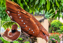 Rare Oilbird Found Stranded in Daylight Rescued and Released in Trinidad