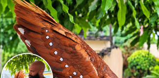 Rare Oilbird Found Stranded in Daylight Rescued and Released in Trinidad