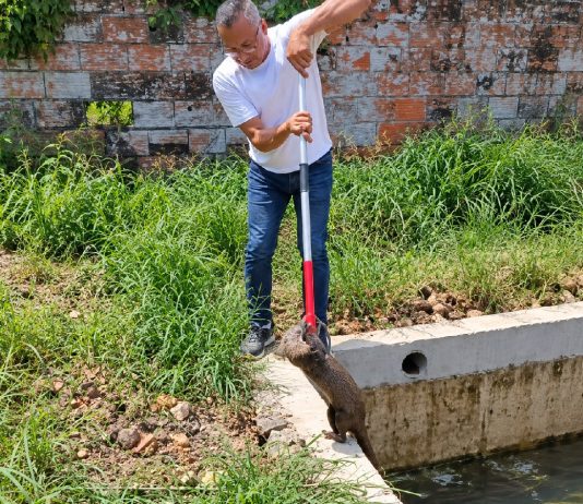 Game Warden Rescues Trapped Neotropical Otter In Barrackpore