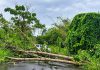 Fallen Tree Reported Along Goodman Trace, Motorists Advised Extra Caution