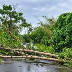 Fallen Tree Reported Along Goodman Trace, Motorists Advised Extra Caution