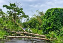 Fallen Tree Reported Along Goodman Trace, Motorists Advised Extra Caution