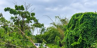 Fallen Tree Reported Along Goodman Trace, Motorists Advised Extra Caution