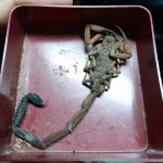 Scorpion Sting Hospitalises Man Sleeping in Trinidad’s Northern Range