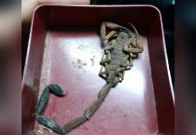 Scorpion Sting Hospitalises Man Sleeping in Trinidad’s Northern Range