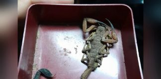 Scorpion Sting Hospitalises Man Sleeping in Trinidad’s Northern Range