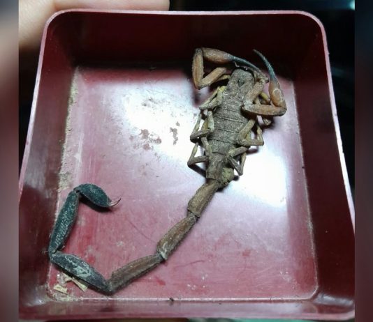 Scorpion Sting Hospitalises Man Sleeping in Trinidad’s Northern Range