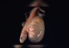 Rare Black Swallower Filmed Alive More Than 4,100 Feet Beneath Trinidad and Tobago Waters