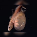 Rare Black Swallower Filmed Alive More Than 4,100 Feet Beneath Trinidad and Tobago Waters