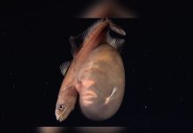 Rare Black Swallower Filmed Alive More Than 4,100 Feet Beneath Trinidad and Tobago Waters