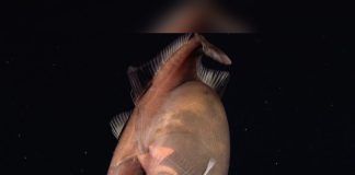 Rare Black Swallower Filmed Alive More Than 4,100 Feet Beneath Trinidad and Tobago Waters