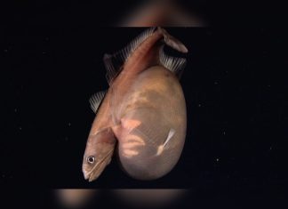 Rare Black Swallower Filmed Alive More Than 4,100 Feet Beneath Trinidad and Tobago Waters