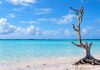 Harbour Island’s Lone Tree Became A Bahamian Landmark After Hurricane Andrew Left It Standing Upright
