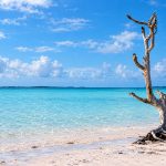 Harbour Island’s Lone Tree Became A Bahamian Landmark After Hurricane Andrew Left It Standing Upright