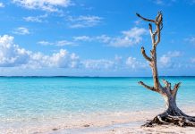 Harbour Island’s Lone Tree Became A Bahamian Landmark After Hurricane Andrew Left It Standing Upright