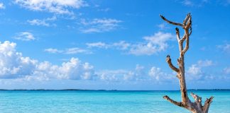 Harbour Island’s Lone Tree Became A Bahamian Landmark After Hurricane Andrew Left It Standing Upright