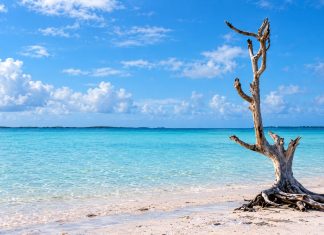 Harbour Island’s Lone Tree Became A Bahamian Landmark After Hurricane Andrew Left It Standing Upright