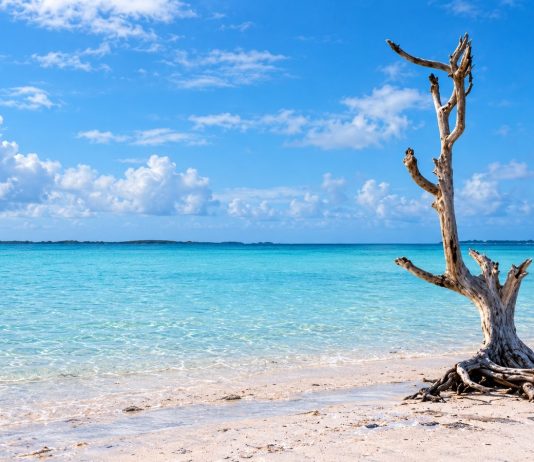 Harbour Island’s Lone Tree Became A Bahamian Landmark After Hurricane Andrew Left It Standing Upright