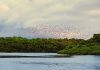 How One Family Helped Turn Caroni Swamp Into a Protected Bird Sanctuary